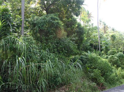 Lush tropical countryside