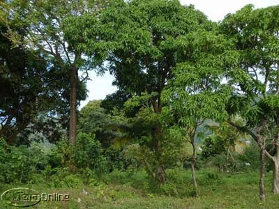 Fertile soil and mature (mango) trees