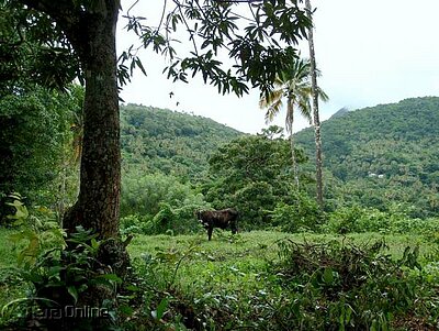 Lush, fertile land