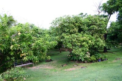 Lush gardens with mature fruit trees