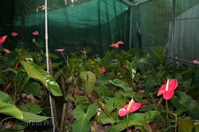 Anthurium lillies in one of the greenhouses