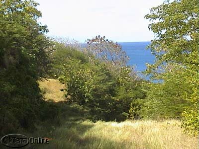 Caribbean hillside