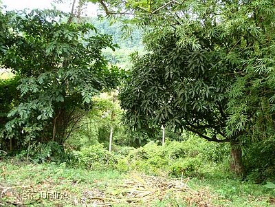 Mangoes & bamboo